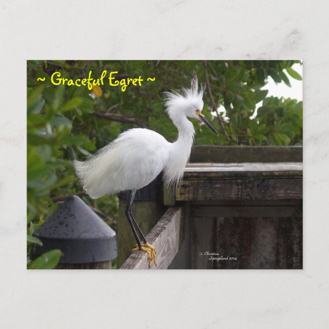 Carte postale Graceful fluffy Egret Bird (Devant)