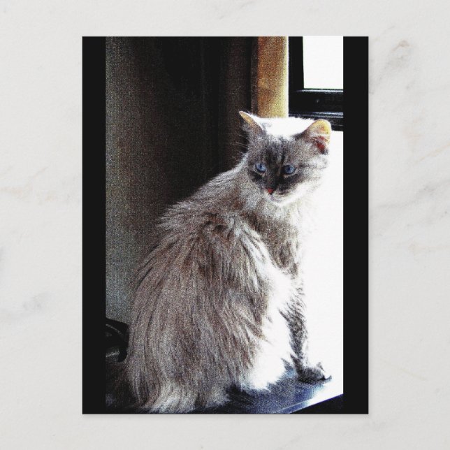 Carte Postale Gracie (Devant)