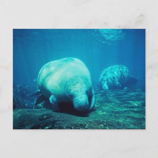 Carte postale Gracity Florida Manatees (Devant)