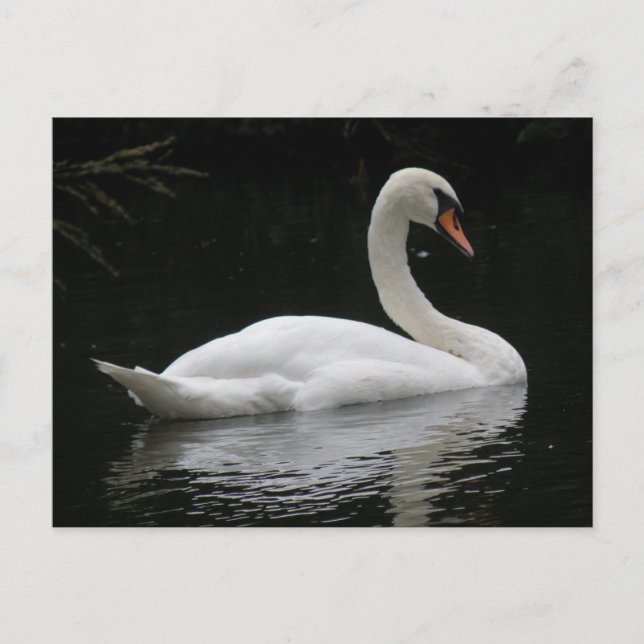 Carte postale Gracity White Swan (Devant)
