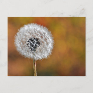 Carte Postale Graine de Dandelion