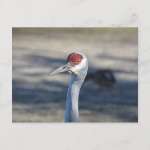 Carte Postale Graine de Sandhill