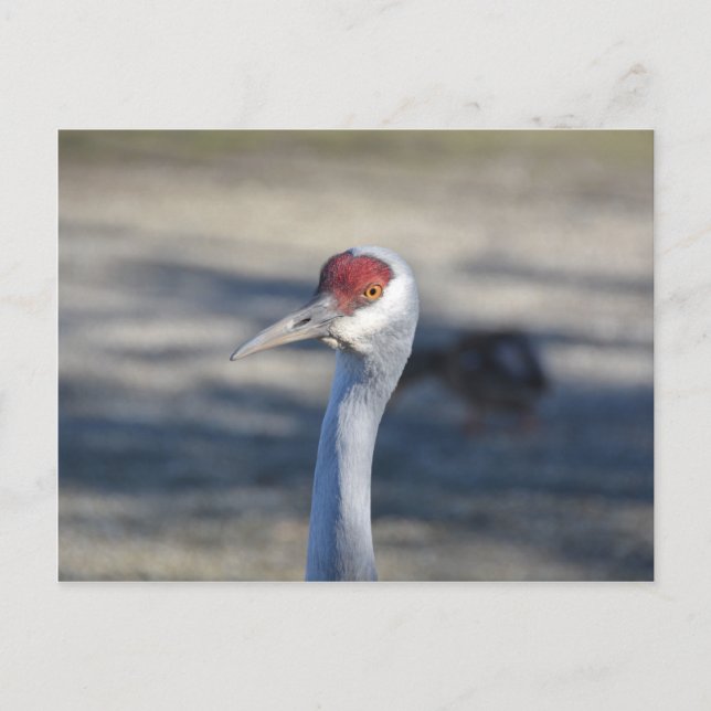Carte Postale Graine de Sandhill (Devant)