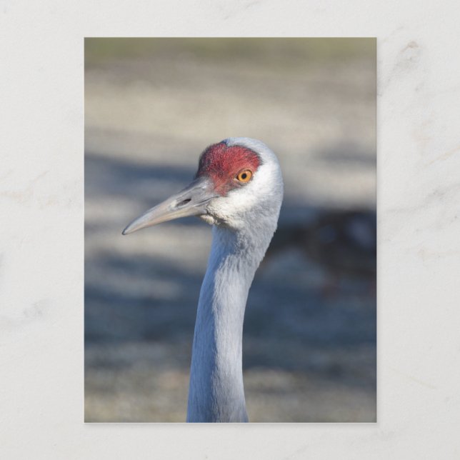 Carte Postale Graine de Sandhill (Devant)