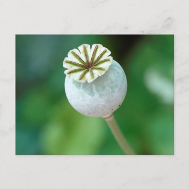 Carte Postale Graine de tête de fleur de pavot, Cap-Occidental (Devant)
