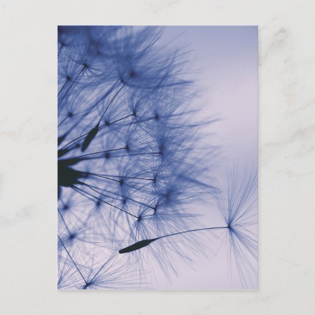 Carte Postale Graines de Dandelion (Devant)