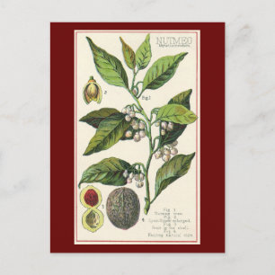 Carte Postale Graines de fruits Plantes de muscade vintage, Herb