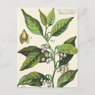 Carte Postale Graines de fruits Plantes de muscade vintage, Herb