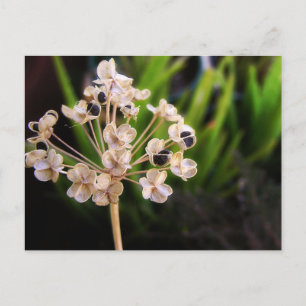 Carte postale Graines de la nature