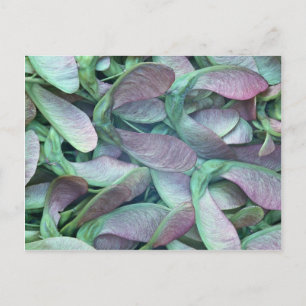 Carte Postale Graines de Sycamore
