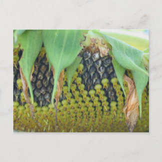 Carte Postale Graines De Tournesol Sur La Nature Fleurie