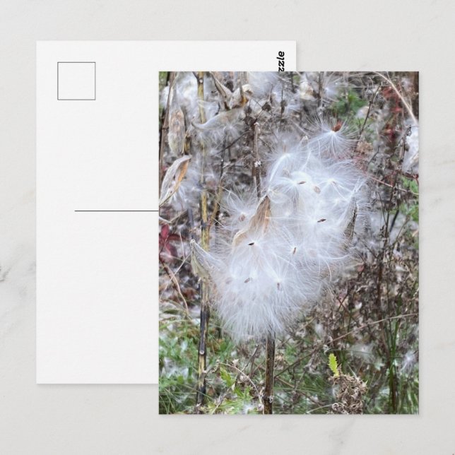 Carte Postale Graines et soie d'algues (Devant / Derrière)