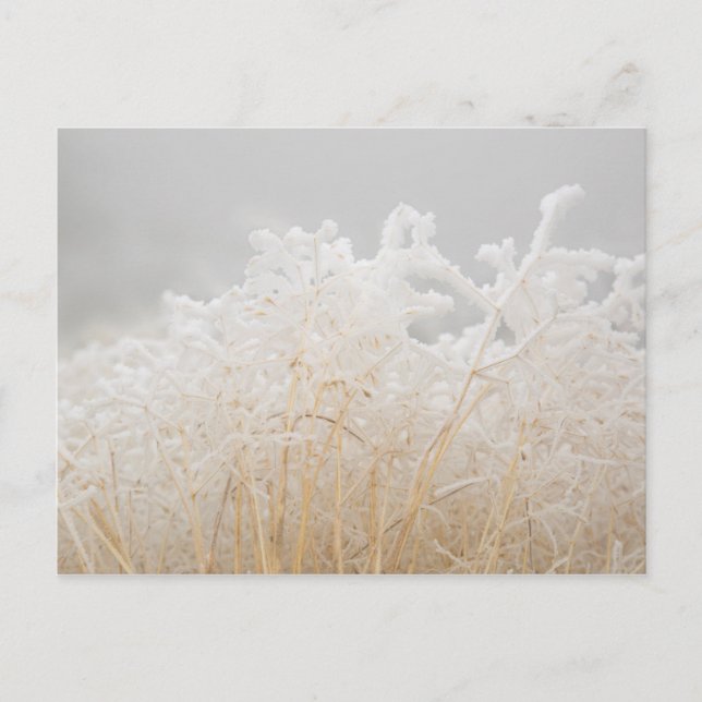 Carte Postale Grains d'hiver congelés (Devant)