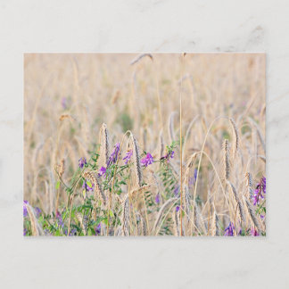Carte postale Grains en croissance