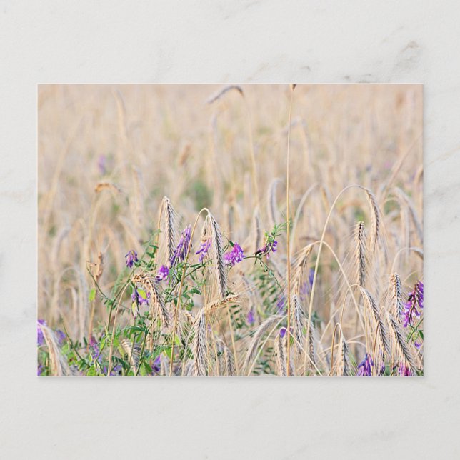 Carte postale Grains en croissance (Devant)