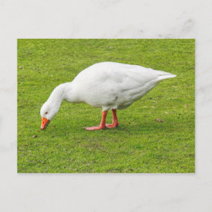 Carte Postale Graissage Emden Goose