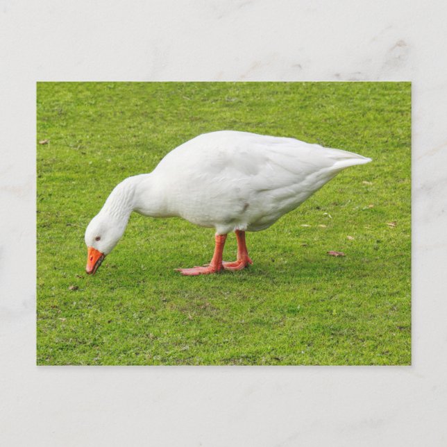 Carte Postale Graissage Emden Goose (Devant)
