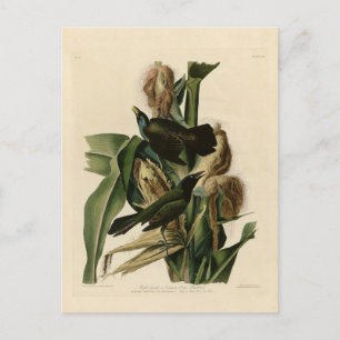 Carte Postale Grakle pourpre