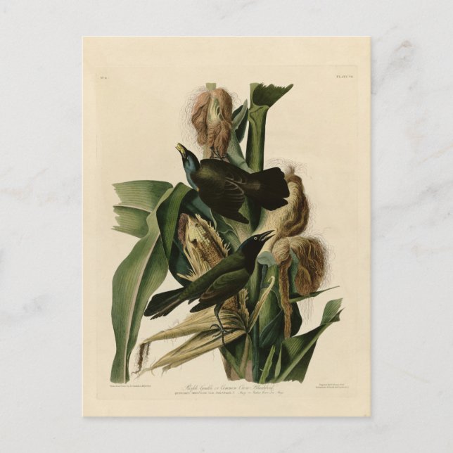 Carte Postale Grakle pourpre (Devant)