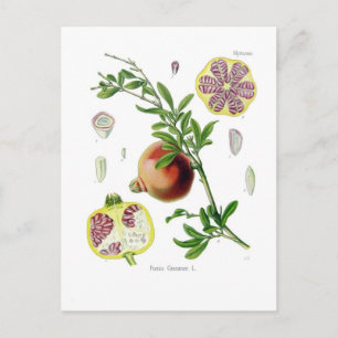 Carte Postale Granatum de Punica (grenade)