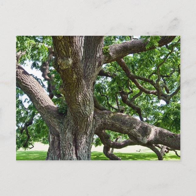 Carte Postale Grand arbre (Devant)