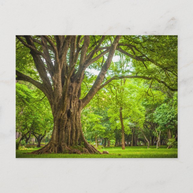 Carte Postale Grand arbre dans le parc (Devant)