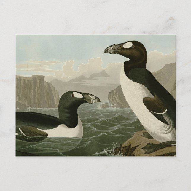 Carte Postale Grand Auk (Devant)