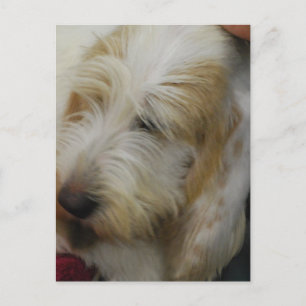 Carte postale Grand Basset Dog