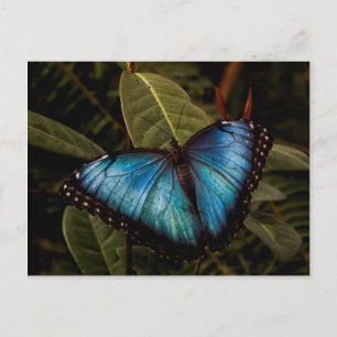 Carte Postale Grand, beau, papillon bleu