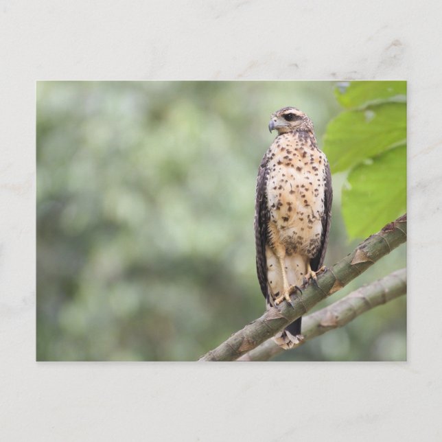 Carte Postale Grand Black Hawk (Devant)