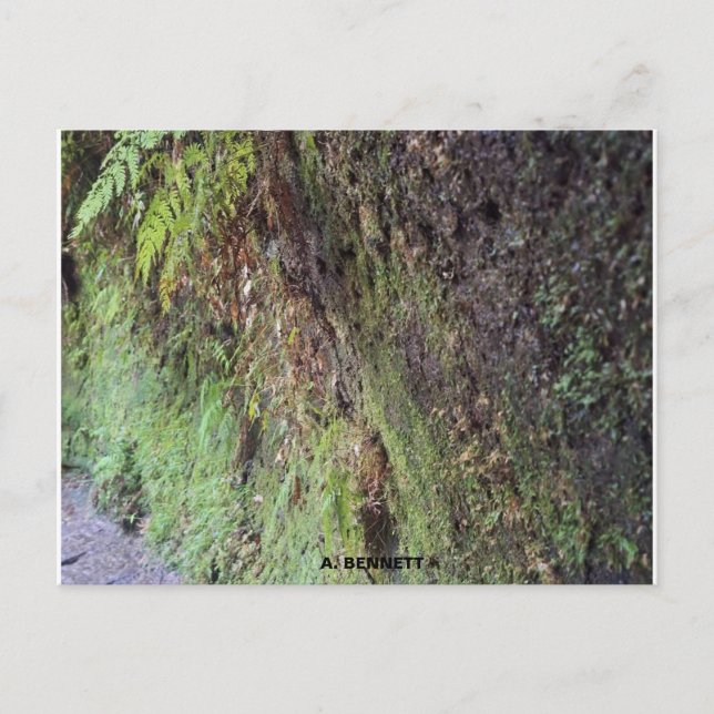 Carte Postale Grand Canyon (Devant)