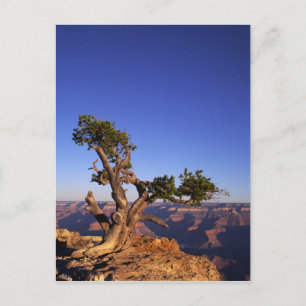 Carte Postale Grand Canyon, Arizona, États-Unis