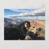 Grand canyon bernois des chiens de montagne
