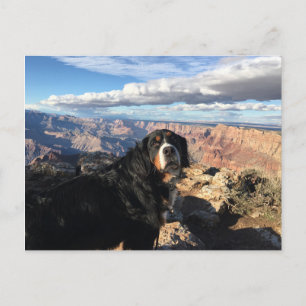 Carte Postale Grand canyon bernois des chiens de montagne