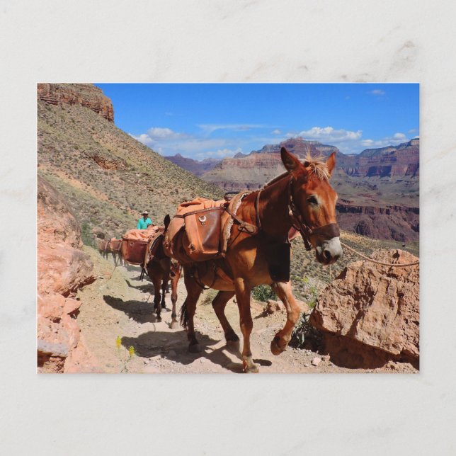 Carte Postale Grand Canyon Mulets de bât sur le sentier (Devant)