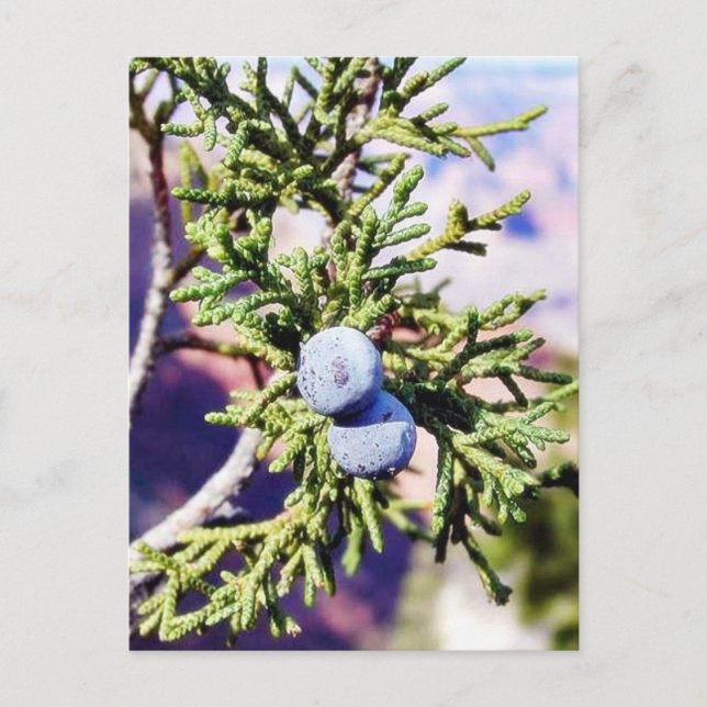 Carte Postale Grand Canyons Junipers Berry Berries (Devant)