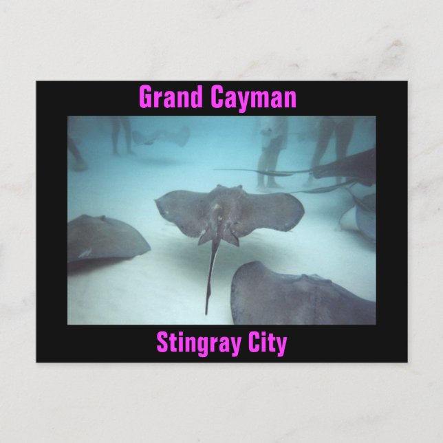 Carte postale Grand Cayman (Devant)
