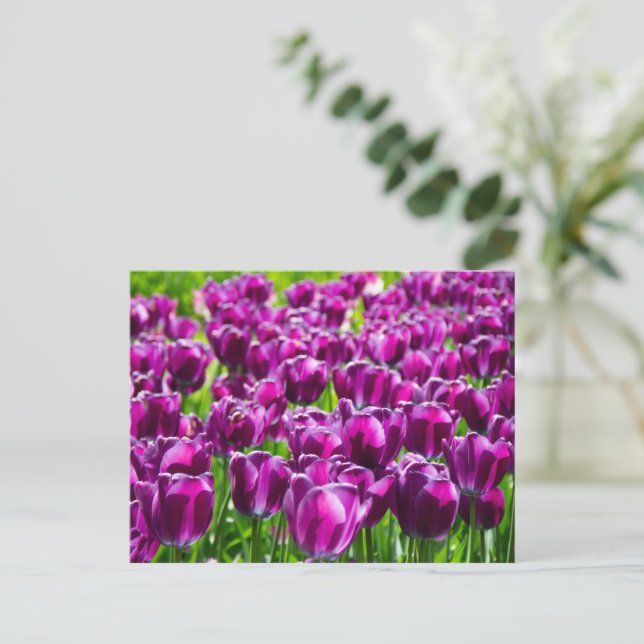 Carte Postale Grand champ de tulipes violettes (Debout devant)