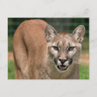 Grand Chat Couguar (Puma Concolor)