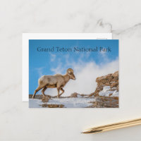 Grand Cheval Sheep Grand Teton National Park