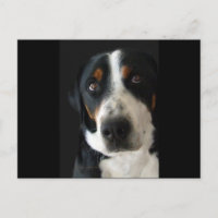 Grand Chien de montagne suisse yeux tristes