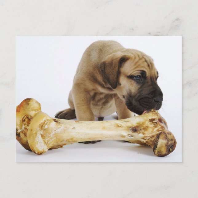 Carte Postale Grand chiot Dane avec os en studio (Devant)