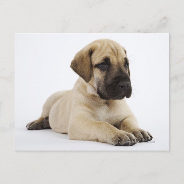 Carte Postale Grand chiot Dane Lying in Studio (Devant)