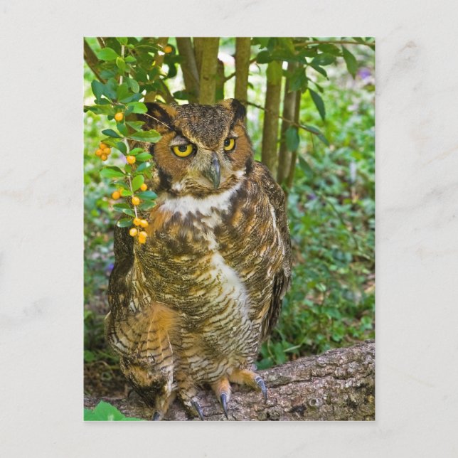 Carte postale Grand Chouette (Devant)