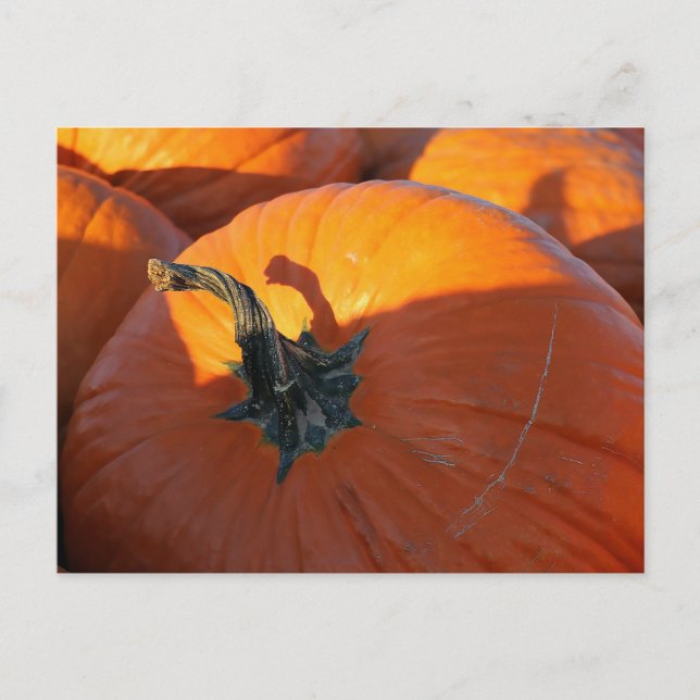Carte Postale Grand Citrouille orange (Devant)