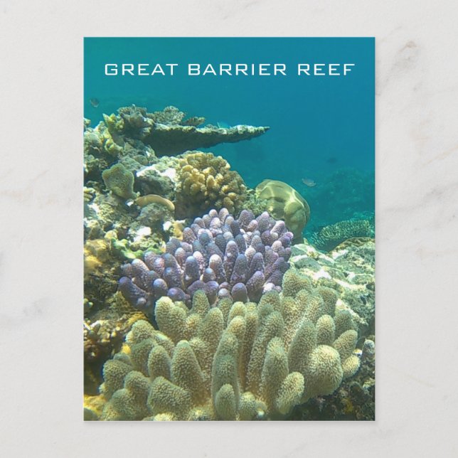 Carte Postale grand corail barrière (Devant)