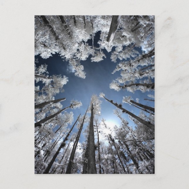 Carte Postale Grand Cypress (Devant)