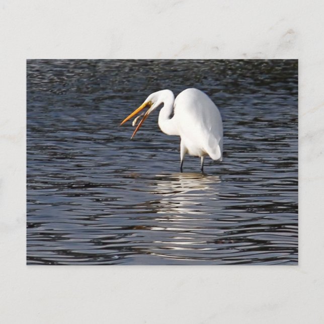 Carte Postale Grand Déjeuner d'aigrette (Devant)