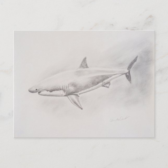 Carte Postale Grand dessin de requin blanc (Devant)