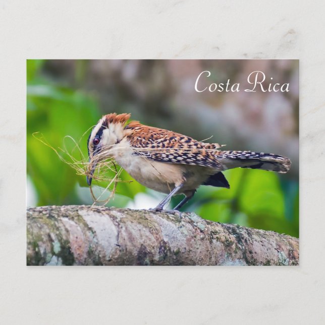 Carte Postale Grand fourmilier oiseau construisant un nid - Cost (Devant)